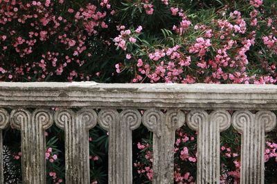 Close-up of pink flowering plants in garden