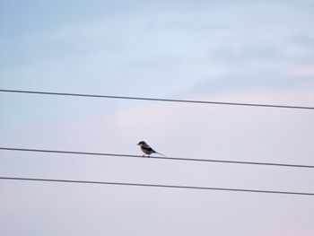 Low angle view of bird perching on cable against sky