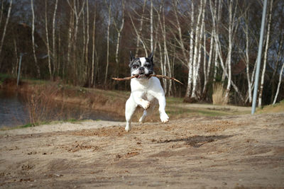 Dog running on street