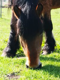 Close-up of horse grazing on field