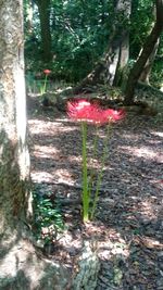 Plants growing in forest