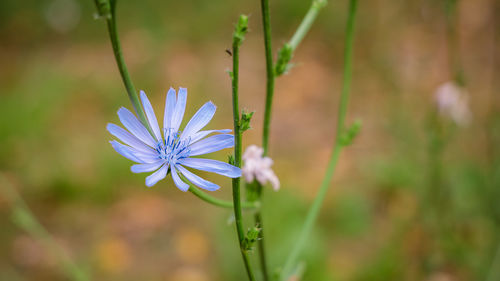 Close-up of purple flowering plant in field