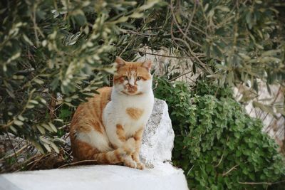 Portrait of a cat sitting on tree