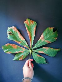 Low section of person holding leaves against black background