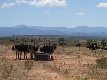 Ostriches on field against sky