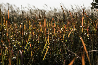 Close-up of grass growing in field