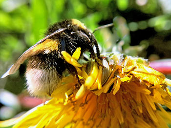 Close-up of insect on yellow flower