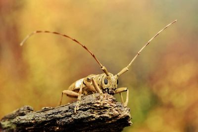 Close-up of insect on wood