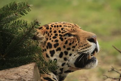 Close-up of jaguar