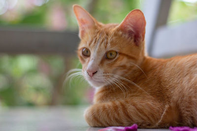 Close-up portrait of a cat