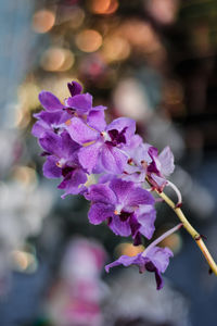 Close-up of purple flowering plant