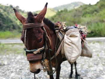 Horse cart on land