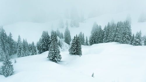 Snow covered pine trees in forest during winter