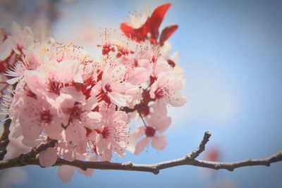 Low angle view of cherry blossoms against sky