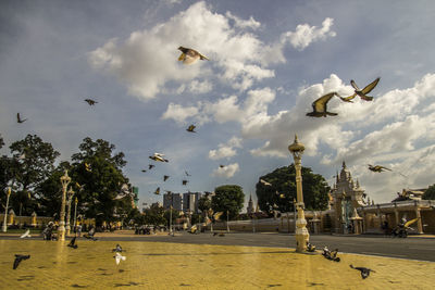 Birds flying over the city