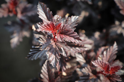 Purple read leaves on a summer wine ninebark shrub