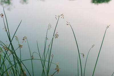 Close-up of flowering plants on field against sky