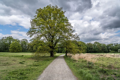 Empty road amidst trees on field against sky