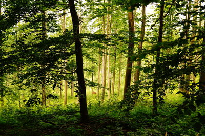 Trees in forest