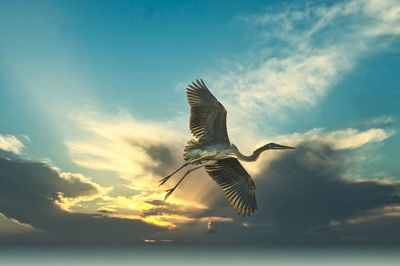 Low angle view of seagulls flying in sky