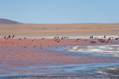 Flock of birds on shore against clear blue sky