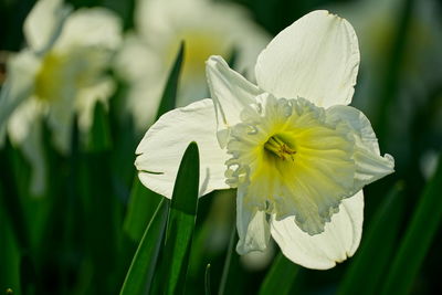 Close-up of white daffodil