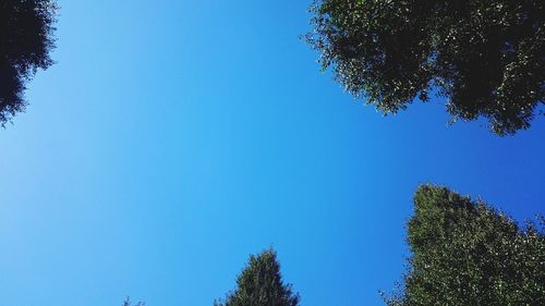 Low angle view of trees against clear blue sky