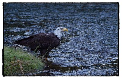 Close-up of eagle in water