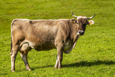 Portrait of single cow in meadow