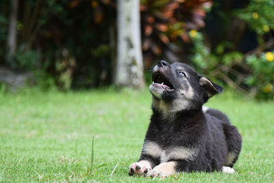 Indonesia, sangihe 2021. a puppy looks up at the sky while relaxing in the park. 