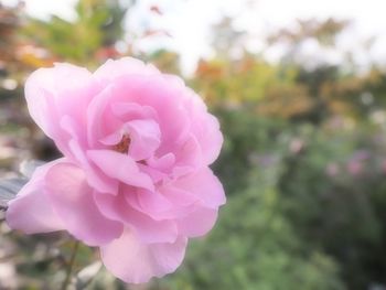 Close-up of pink rose