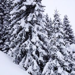 Snow covered trees