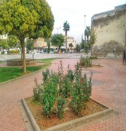 Plants growing by footpath against buildings in city