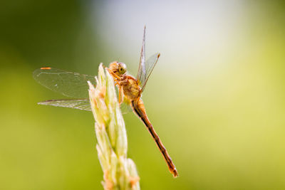 Close-up of damselfly on leaf