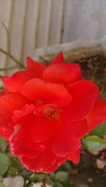 Close-up of red rose blooming outdoors