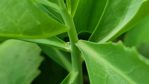 Close-up of fresh green leaf