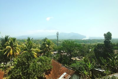 High angle view of palm trees and plants against sky