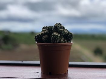 Close-up of cactus in pot by window