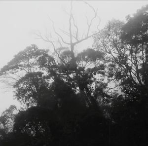 Low angle view of trees against sky