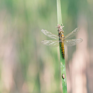 Close-up of dragonfly