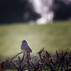 Close-up of bird perching on branch