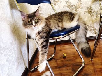 Portrait of a relaxed cat on chair