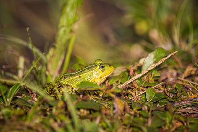 A beautiful common green water frog enjoying sunbathing in a natural habitat at the forest pond. 