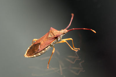 Close-up of insect