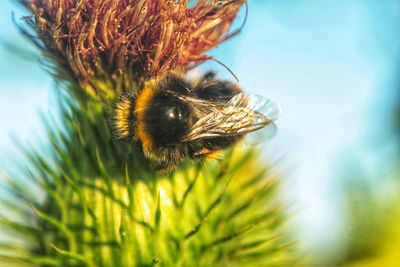 Close-up of bee pollinating on flower