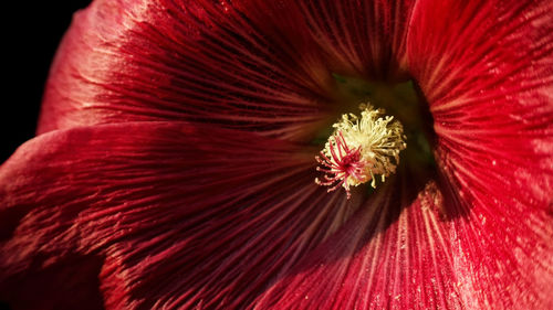 Close-up of red hibiscus blooming outdoors