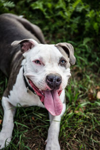 Portrait of dog sticking out tongue on field