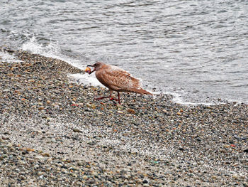 Seagull on sea shore