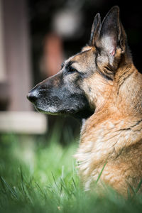 Close-up of a dog looking away