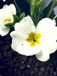 Close-up of flowers blooming outdoors